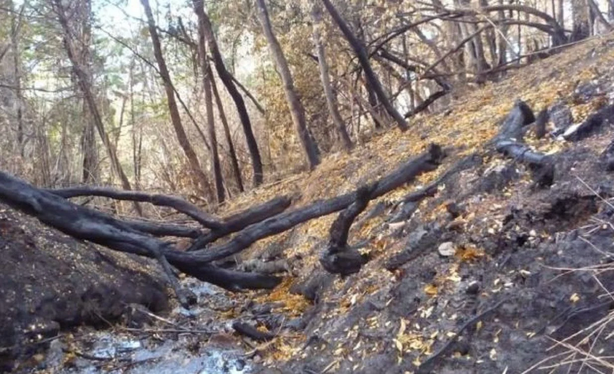 0207incendios-2273732