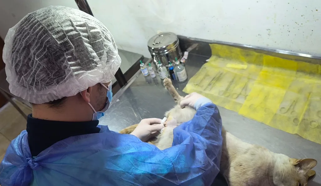 castracion-cic-limache-1024x593